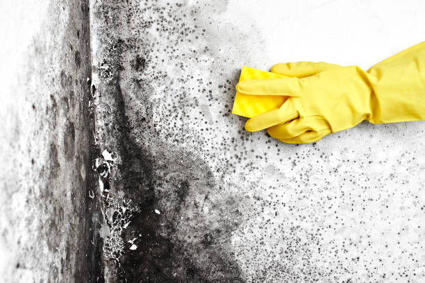 Trusted Newnan, GA Mold Removal Experts