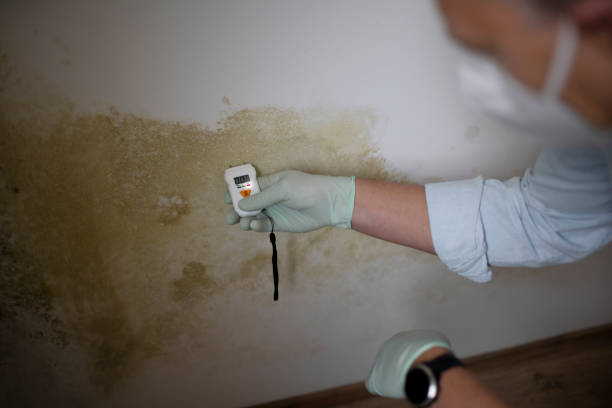 Best Office Mold Removal Services  in Newnan, GA